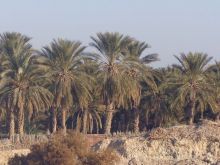 Algeria