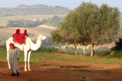 Algeria