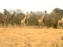 Botswana
