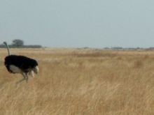 Botswana