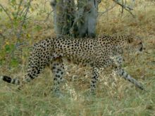 Botswana