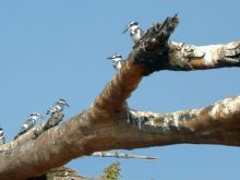 Botswana