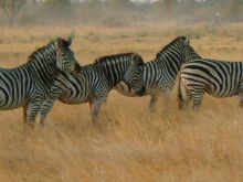 Botswana