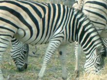 Botswana