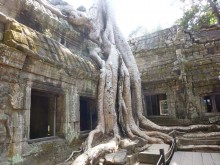Cambogia
