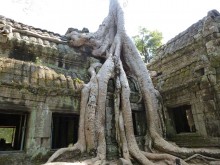 Cambogia