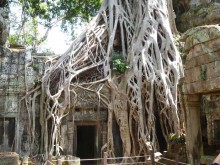 Cambogia