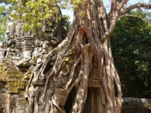 Cambogia