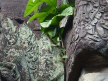 Cambogia