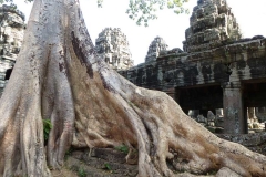 Cambogia
