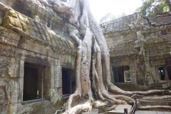 Cambogia