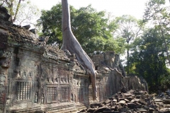 Cambogia