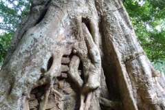 Cambogia