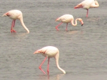 Delta del Po