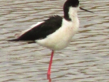 Delta del Po