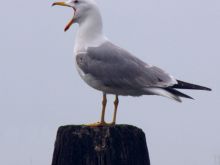 Delta del Po