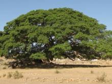 Eritrea