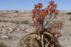 Eritrea