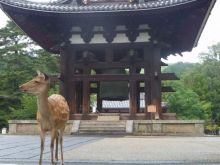 Giappone
