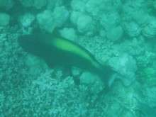 Gibuti