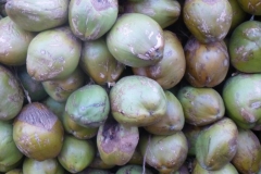 India del sud