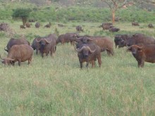 Kenya