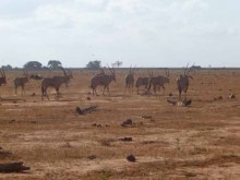 Kenya