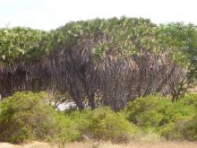 Kenya