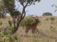 Kenya
