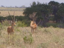 Kenya