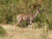 Kenya
