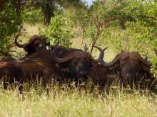 Kenya