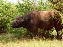 Kenya