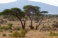 Kenya
