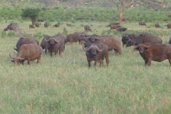 Kenya