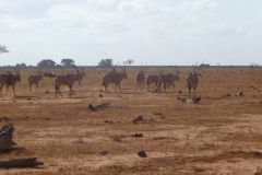 Kenya