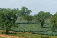 Kenya
