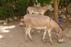 Kenya