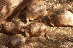 Kenya