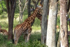 Kenya