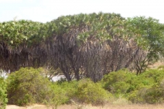 Kenya