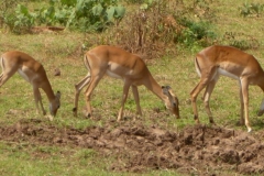 Kenya