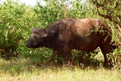 Kenya