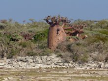 Madagascar 2018
