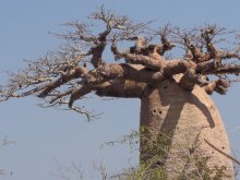 Madagascar 2018