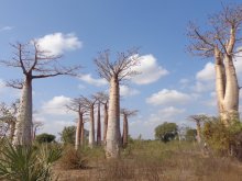 Madagascar 2018