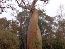 Madagascar 2018