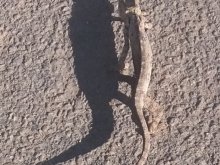 Madagascar 2018