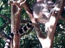 Madagascar 2018