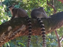 Madagascar 2018